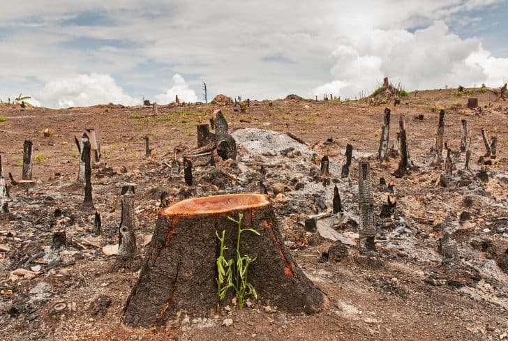 deforestation effects on global warming