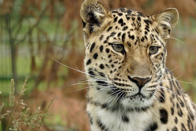 15 Most Species on Earth That Are Nearly Extinct - Conserve Energy Future