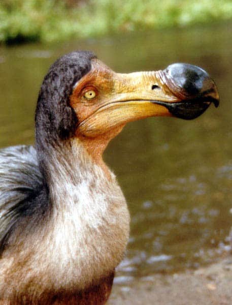 living dodo bird