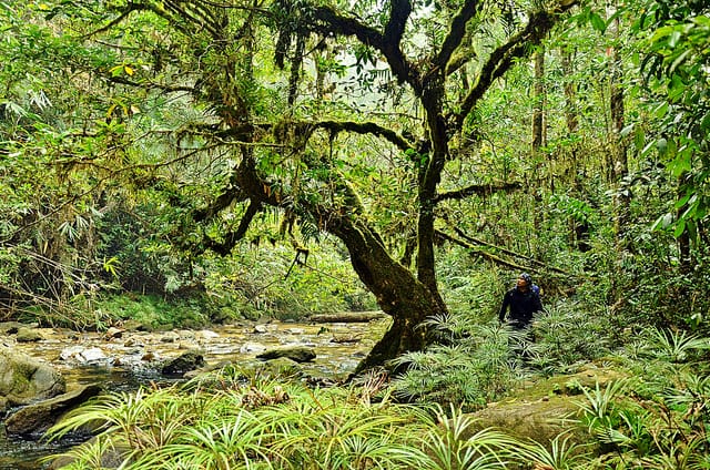 tropical rainforest biome plants