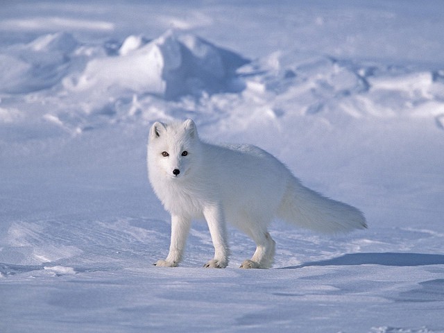 arctic tundra animals and plants