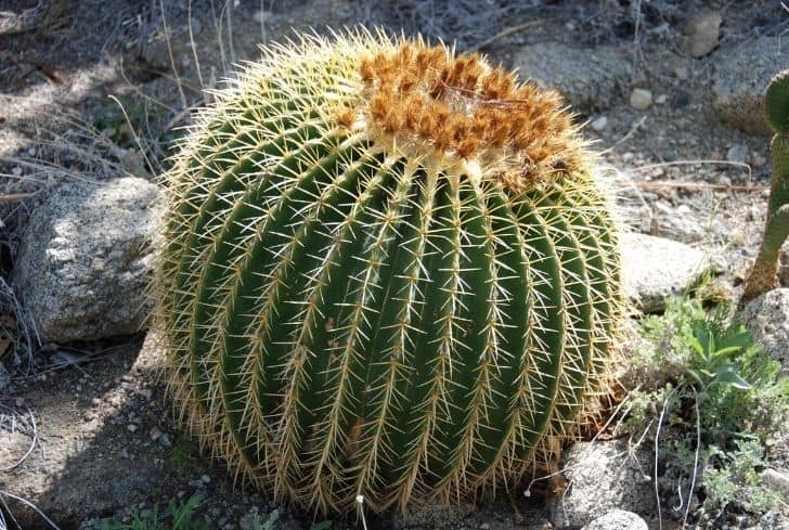 Barrel Cactus 1 