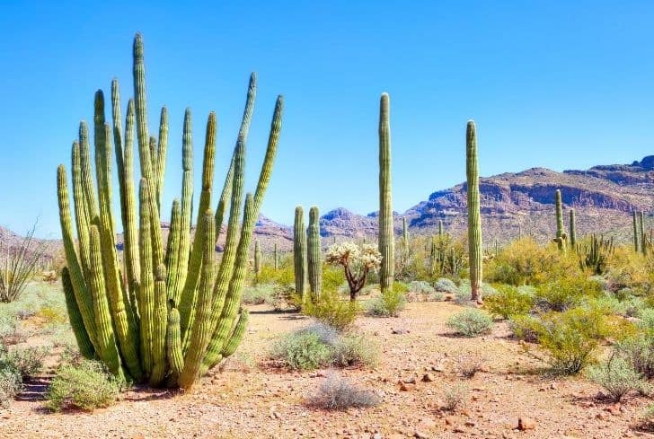 desert biome plants
