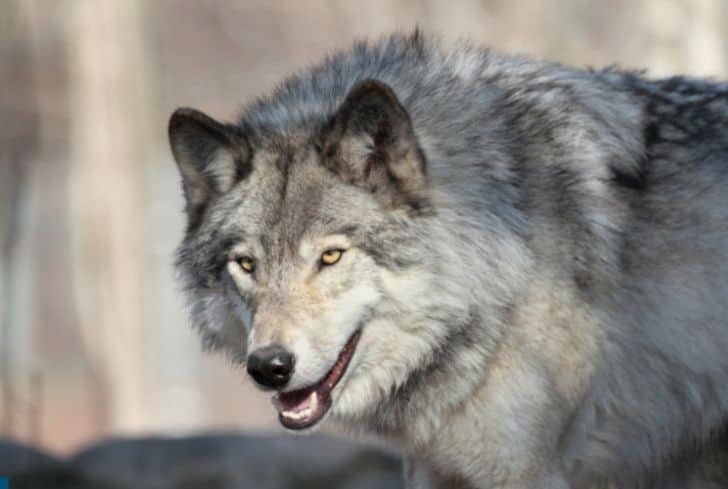 8 Tough Animals That Live In The Taiga Biome - Cool Wood Wildlife Park
