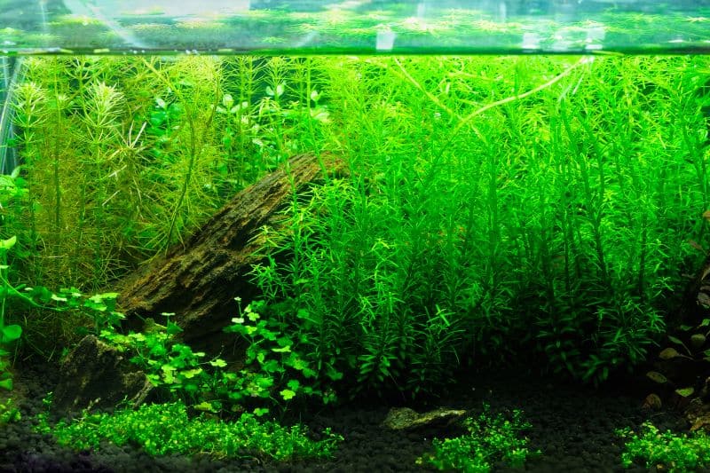freshwater biome plants