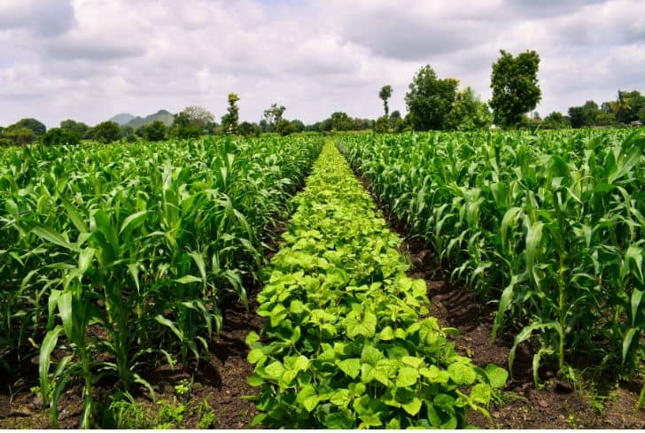 Advantages, Disadvantages and Types of Crop Rotation - Conserve