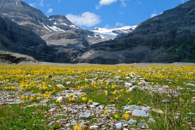 alpine tundra plants list