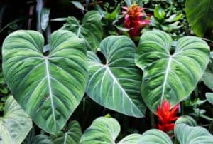 conserve poisonous hias tanaman dieffenbachia qhomemart