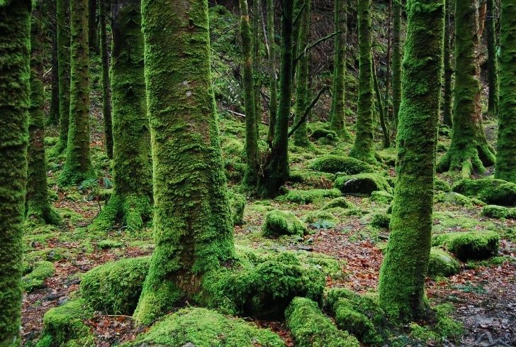 How to Plant and Grow Moss in 6 Simple Steps