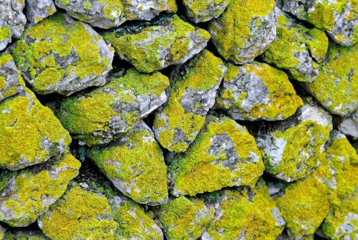 How to Grow Moss on Stone? Step-By-Step Guide - Conserve Energy Future