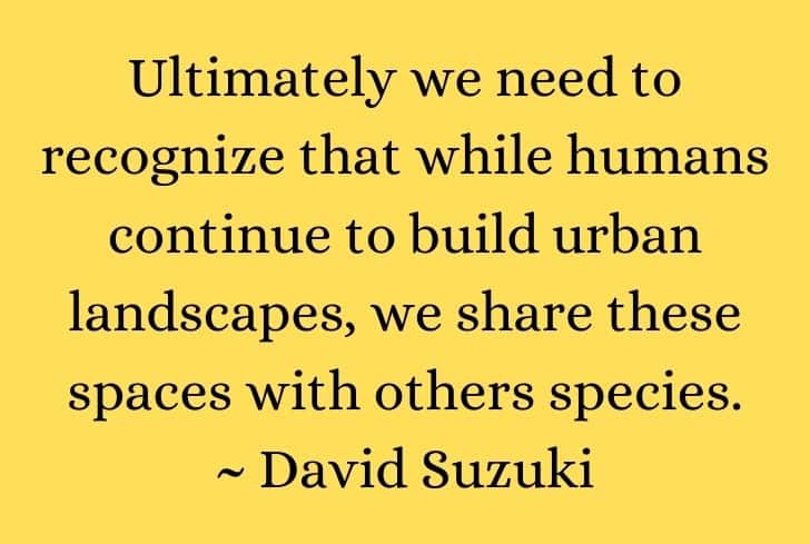 51+ Powerful Quotes on Urbanization and Urban Sprawl - Conserve Energy