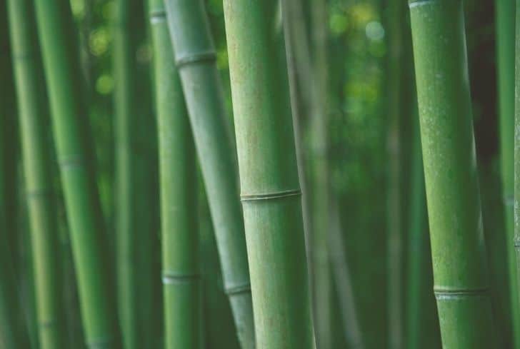 Bamboo planting, care and control, ideas for best species