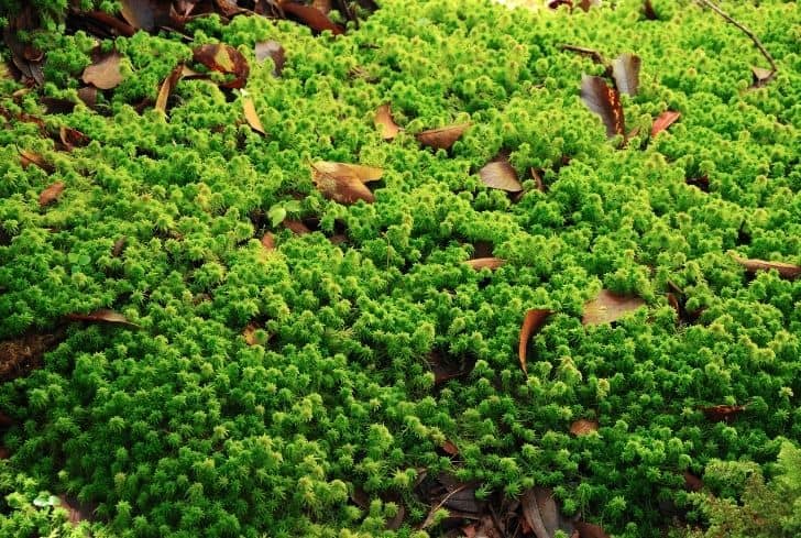 Sphagnum Moss: How to Grow it and Various Uses of it - Conserve