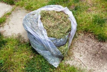 Can You Compost Grass Clippings? (And 7 Creative Ways To Use Them) - Conserve Energy Future