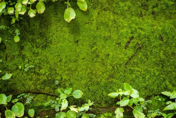 How to Plant and Grow Moss in 6 Simple Steps