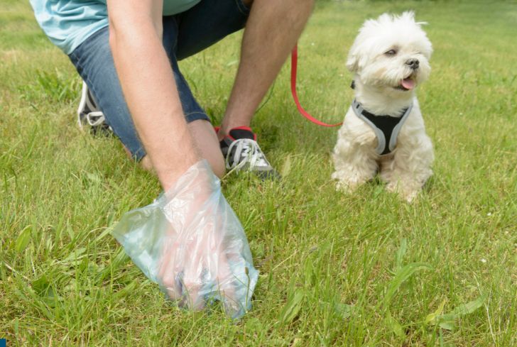 how to dissolve dog poop in grass