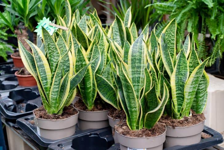 Are Snake Plants Toxic Cats? (What You Need to Know) - Conserve Energy Future