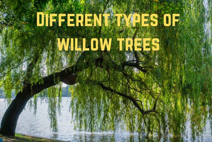 13 Common Types Of Willow Trees You Must Know Pics Conserve Energy Future
