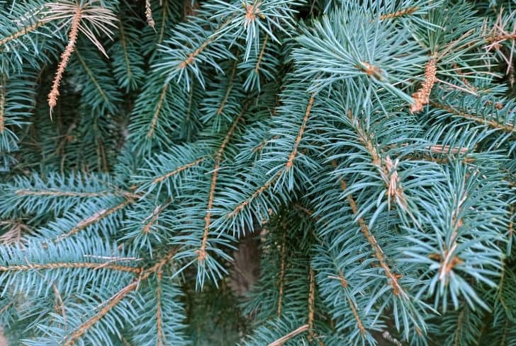 dwarf blue spruce tree varieties