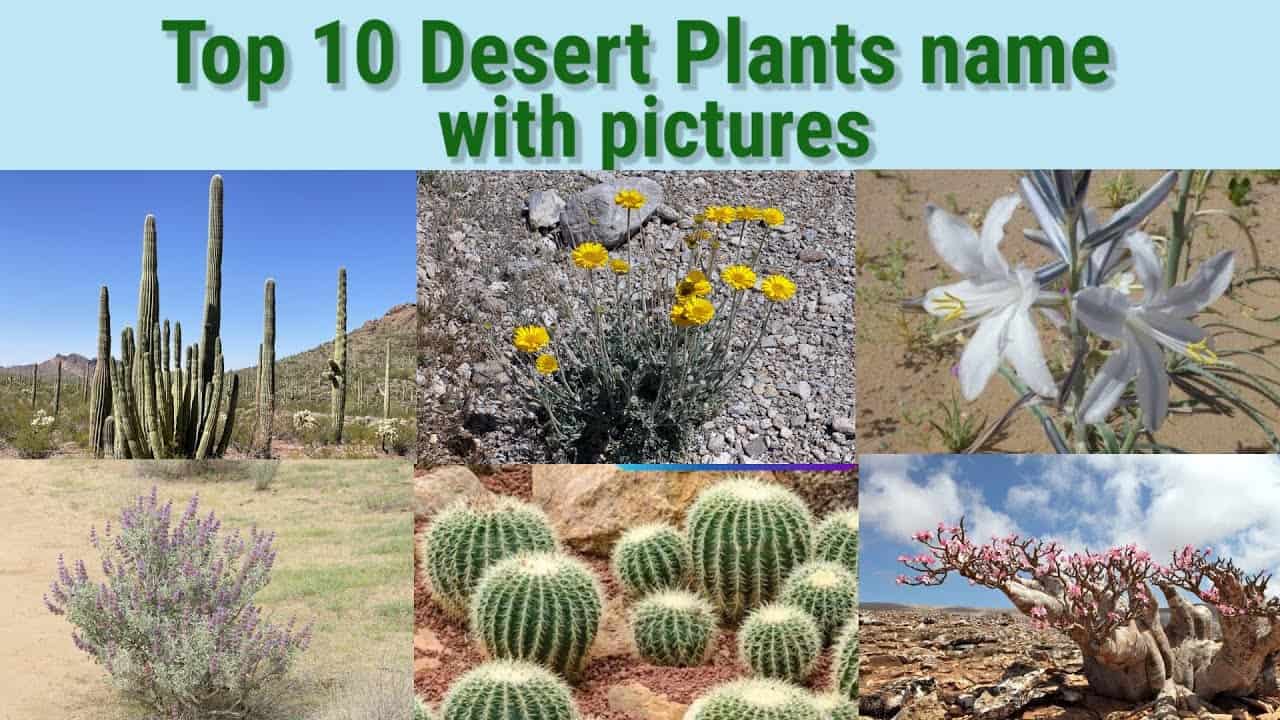 deserts plants list